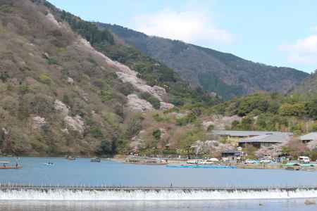 嵐山の桜④