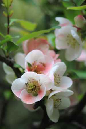 退蔵院庭園のぼけの花