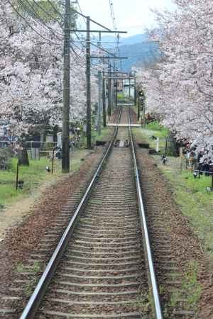 嵐電桜のトンネル