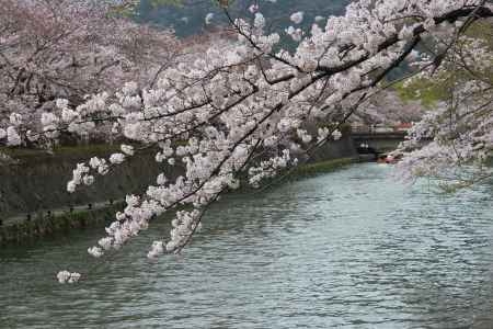 琵琶湖疎水の桜