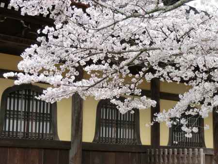 南禅寺の桜