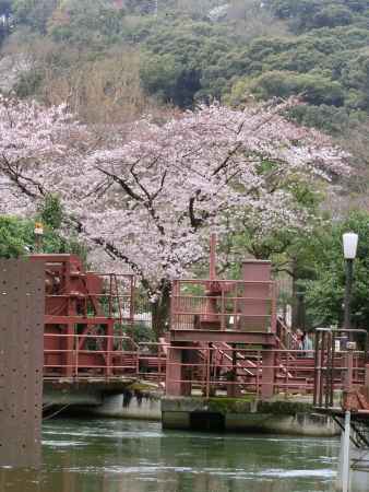 疎水の桜