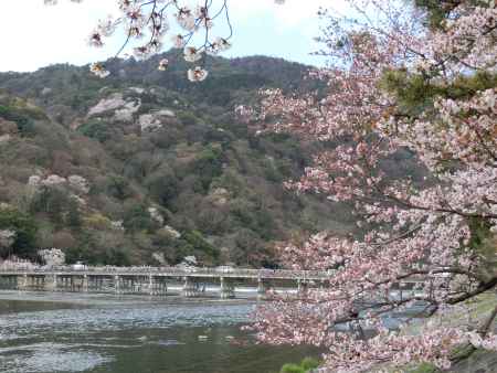 嵐山の桜⑥