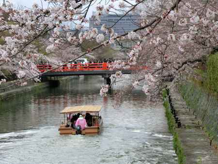 疎水の桜①