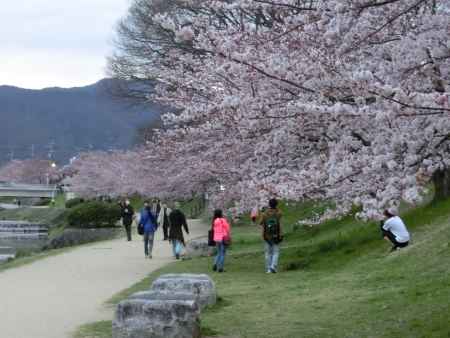 鴨川の桜②