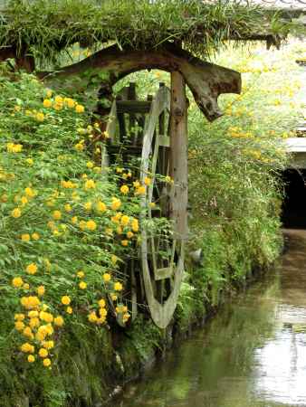 松尾大社　山吹