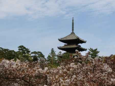 御室桜　