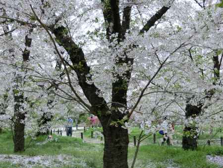 京都府立植物園の桜