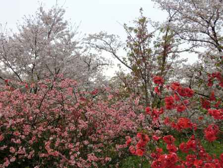 京都府立植物園