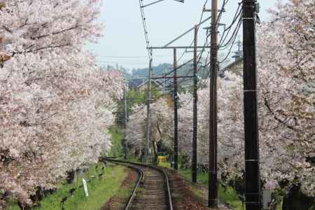 嵐電桜のトンネル2