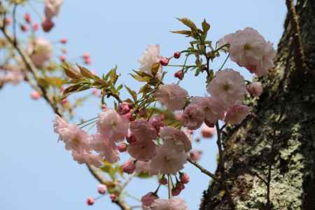 龍安寺の桜4