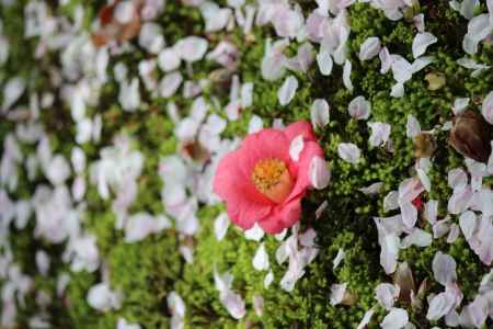 竜安寺の桜