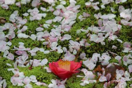 龍安寺の桜