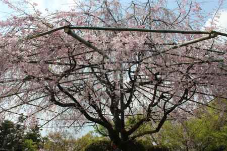 退蔵院枝垂れ桜