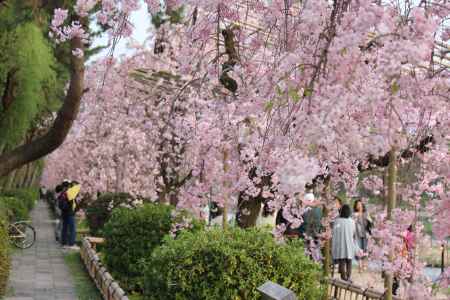 鴨川枝垂れ桜2