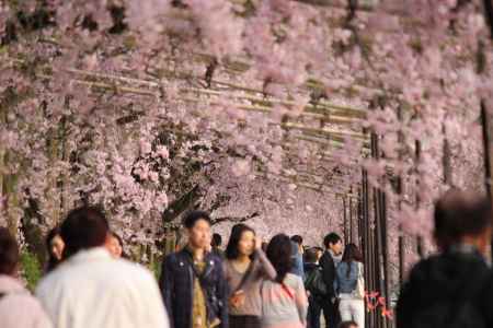 鴨川枝垂れ桜