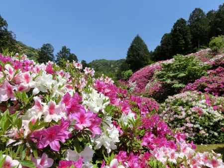 三室戸寺　つつじ1