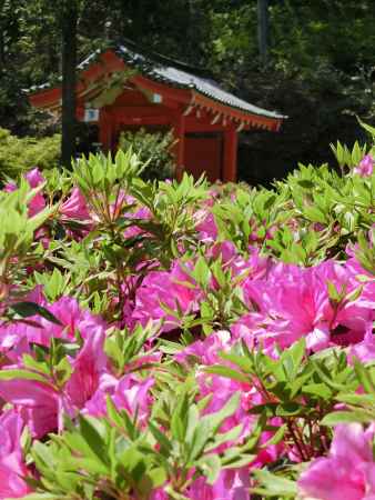 三室戸寺　つつじ2