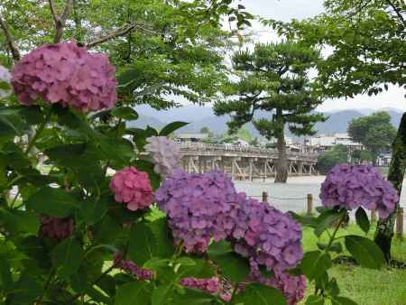 紫陽花と渡月橋