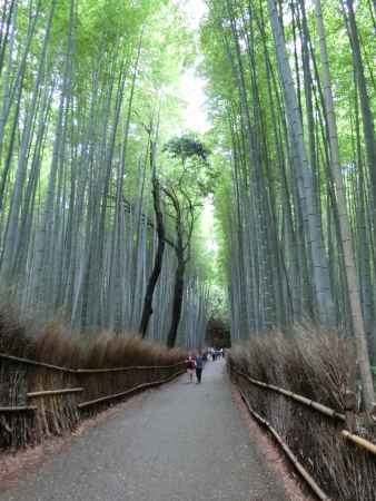 嵐山竹林の径