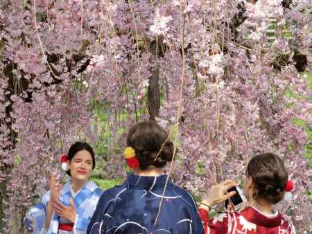 平安神宮 満開の枝垂れ桜