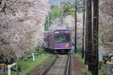 嵐電桜のトンネル