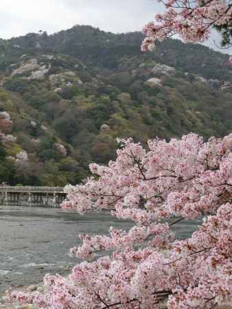 嵐山・渡月橋と桜