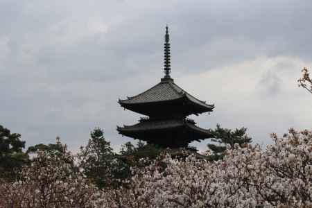 御室桜と五重塔