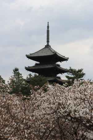 御室桜と五重塔