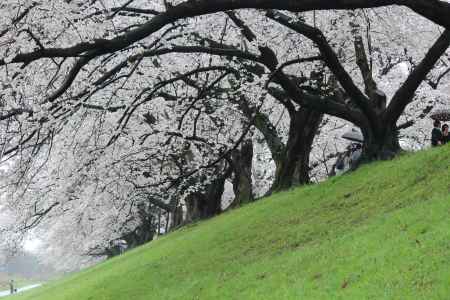 背割り堤の桜2