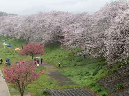 背割り堤の桜3