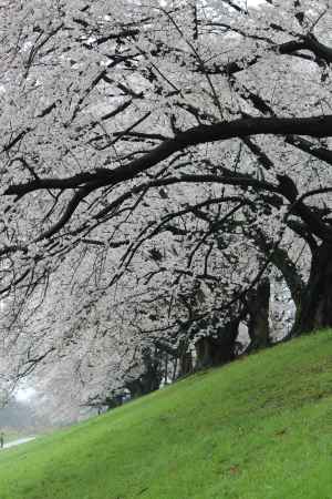 背割り堤の桜