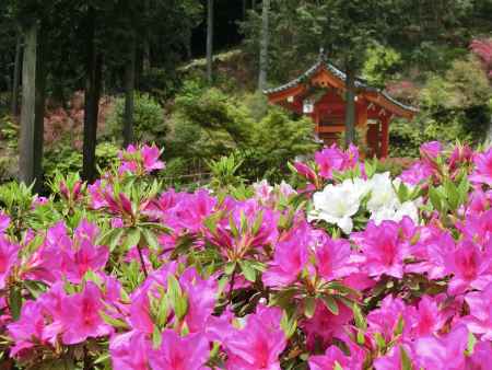 三室戸寺のつつじ2