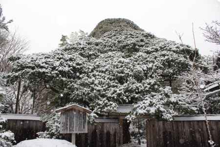 宝泉院  雪の五葉松