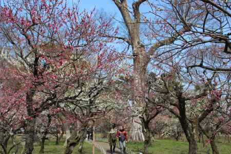 北野天満宮　梅園