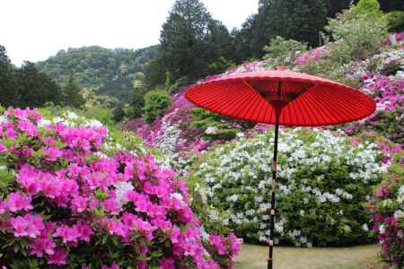 三室戸寺のつつじ