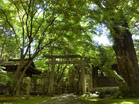 蓮華寺の青もみじ