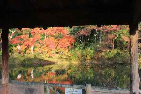 京都府立植物園　紅葉