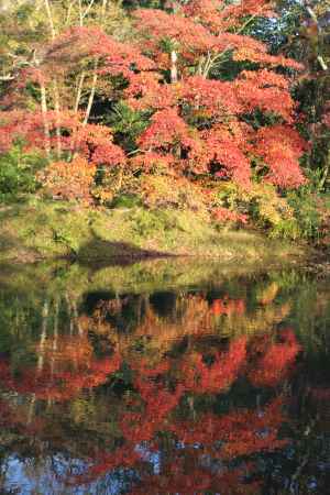 京都府立植物園　紅葉