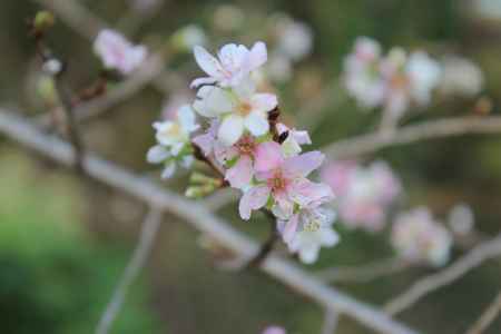 京都府立植物園　桜