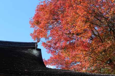 紅葉の高雄　西明寺4