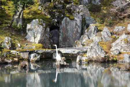 天龍寺　曹源地庭園