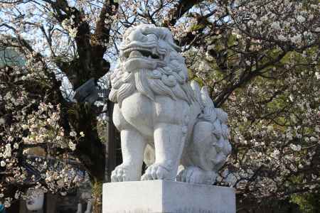 北野天満宮狛犬と梅