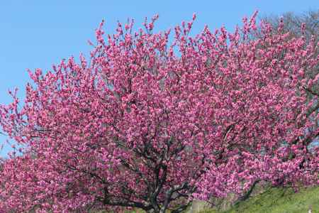 背割堤の桃の花