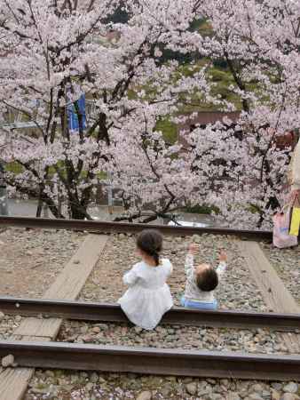 インクラインの桜