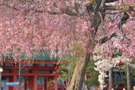 岡崎公園の桜