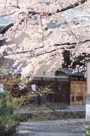 白川の桜