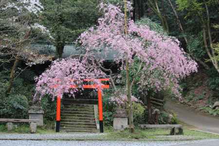 神田稲荷大神の桜