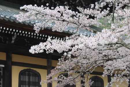 南禅寺の桜