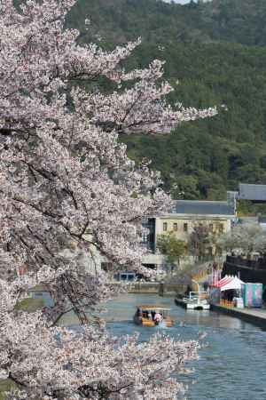 琵琶湖疎水の桜